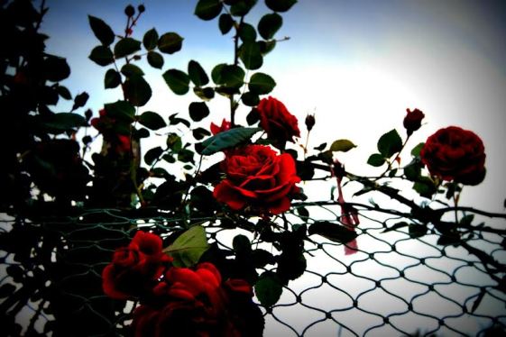 fotos de Noemi Cordeiro Docío