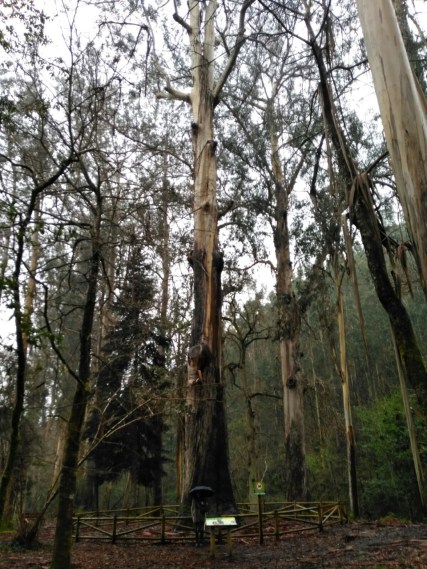 thumbnail_O Avón de Chavín