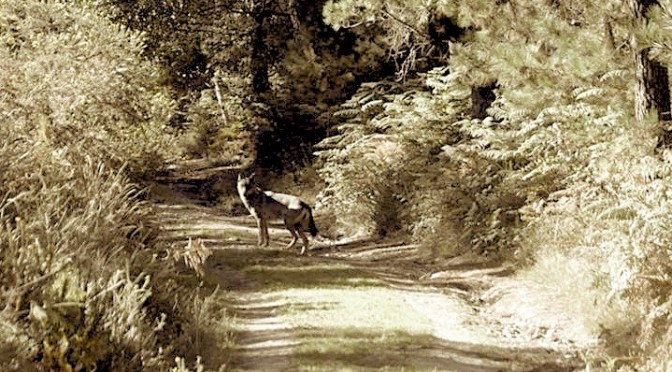 (LOBIS)MULLERES SALVAXES