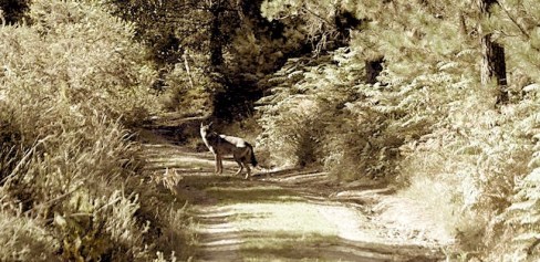 LOBO (L.M.F.P) - copia